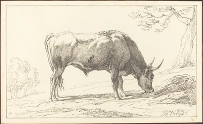 Een jonge stier grazend