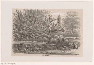 Omgewaaide boom bij de Koekamp, na de storm van 28 mei 1860