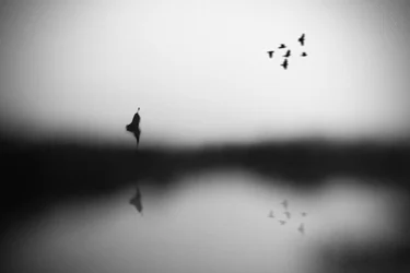 Serene Birds Reflection