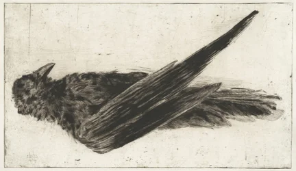 De grote hangende raaf
