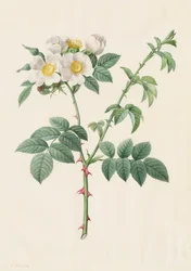 Brier Bush Rose of Hondsroos Rosa Leucantha, 1817-1824