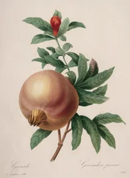 Choix des plus belles fleurs...plus beaux fruits: Granaatappel, 1827
