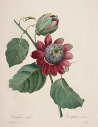 Choix des plus belles fleurs...plus beaux fruits: Passiflore ailee