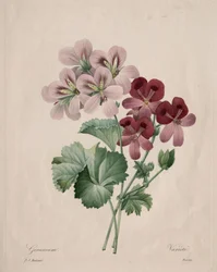 Geranium, 1827