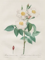 Les Roses: Rosa Damascena, subalba