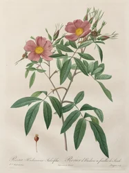 Les Roses: Rosa Hudsoniana Salicifolia, 1817-1824