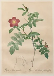 Les Roses: Rosa alpina pendulina