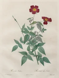 Les Roses: Rosa indica, 1817-1824