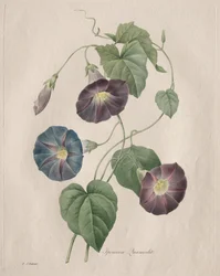 Ster-glorie Morgen-glorie, 1827