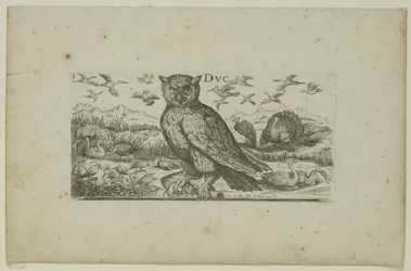 Uil en andere vogels