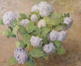 Blauwe hortensia