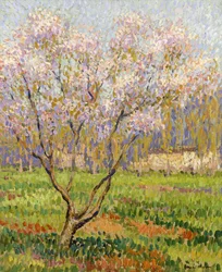 Appelboom in Bloei