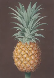 De gladbladige groene Antigua-den