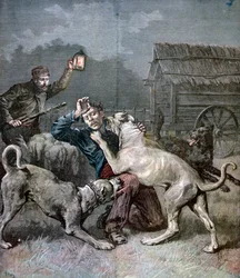 Een crimineel aangevallen door drie grote honden, 1891