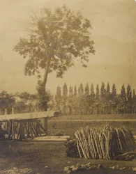 [Landschap met balen afgeknipte boomtakken].