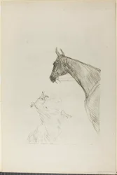 Paard en Collie