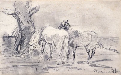 Paarden