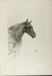 Philibert de pony