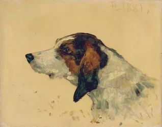 Jachthond, 1881