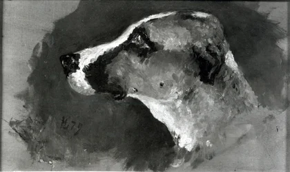 Hoofd van een hond met korte oren