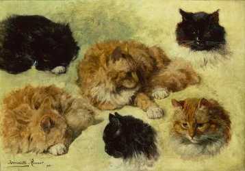 Studies van Katten