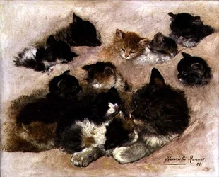 Studie van katten en kittens