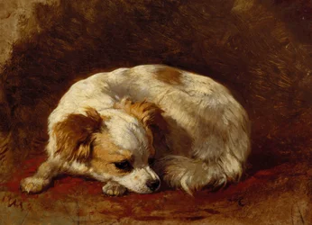 Een Vlinderhondje