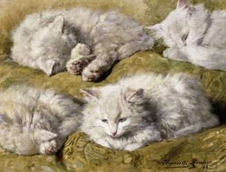 Studies van een langharige witte kat, 1896