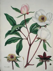 Paeonia Albiflora, uit 