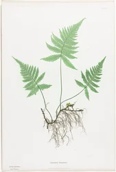 Varens van Groot-Brittannië en Ierland: Polypodium Phegopteris