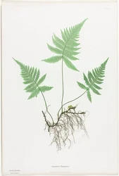 Varens van Groot-Brittannië en Ierland: Polypodium Phegopteris, 1855-1856