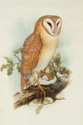 Kerkuil