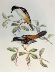 Roodrug Sibia (Heterophasia annectans), uit Vogels van Azië