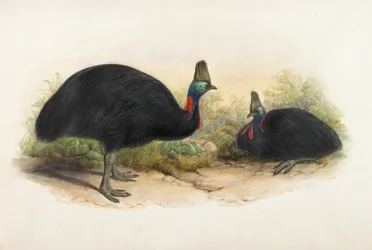 Zuidelijke kasuaris, Casuarius casuarius