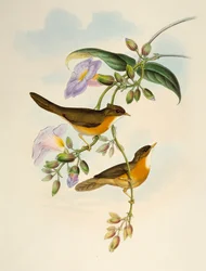Tawny-bellied Babbler (Dumetia hyperythra), lithografie uit Birds of Asia