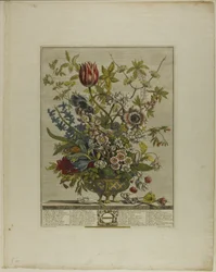 Februari, uit Twaalf Maanden van Bloemen
