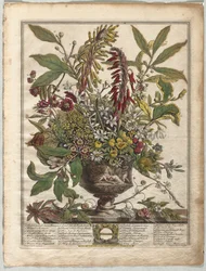 Twaalf Maanden van Bloemen: Januari