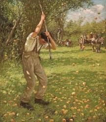 Ciderappels schudden