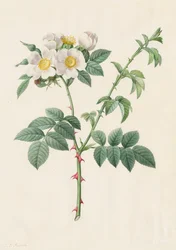 Hondsroos (Rosa Leucantha)
