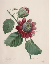 Keuze van de mooiste bloemen...mooiste vruchten: Gevleugelde Passiebloem