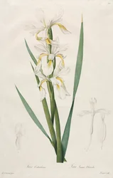 Goudband Iris