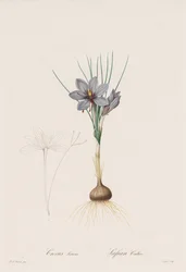 Les Liliacées: Crocus Sativus