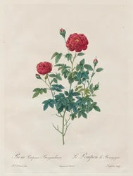 Pomponroos