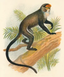 De Brazzas guenon, 1897