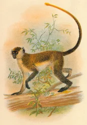 Groene guenon, 1897