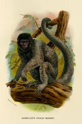 Humboldts wolapen, 1896