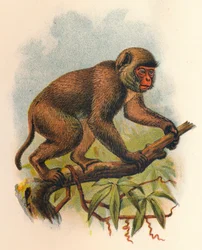 St. Johns Makaak, 1897