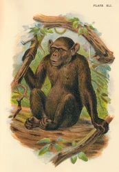 De kale chimpansee, 1897