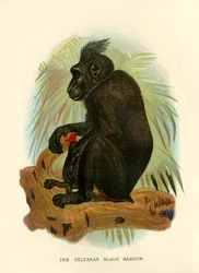 De zwarte baviaan van Celebes, 1896