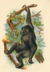 De Gorilla, 1897